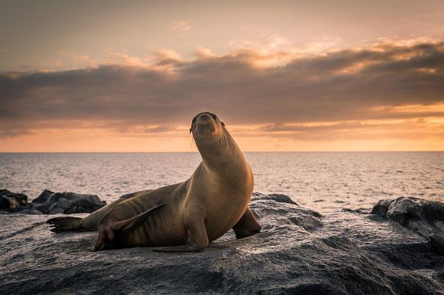 088 Isla Mosquera, galapagoszeeleeuw.jpg